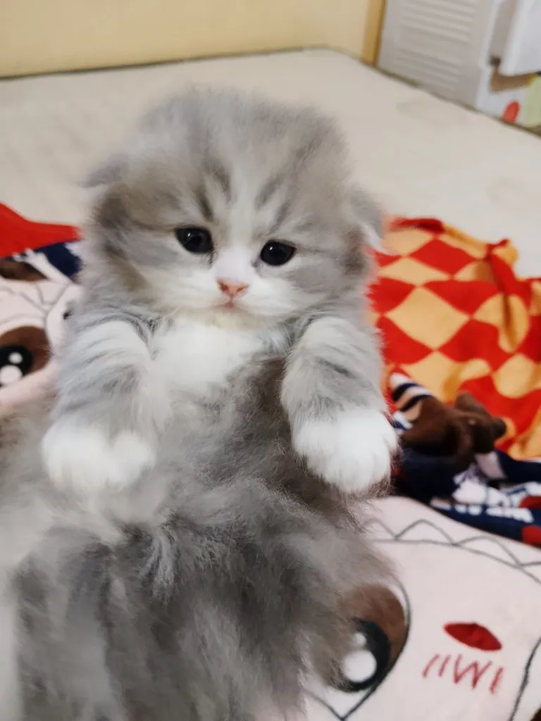 น้องแมวสก็อตติช