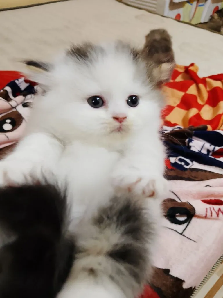 น้องแมวสก็อตติช
