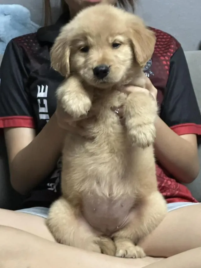 สุนัขโกลเด้นรีทรีฟเวอร์