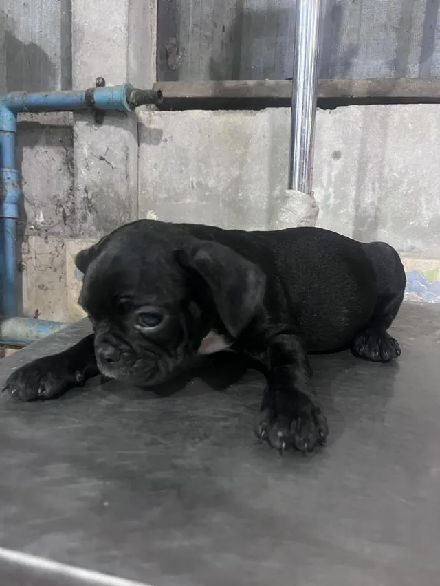 ลูกเฟรนบูลด้อคพร้อมวัคซีนเข้มแรก