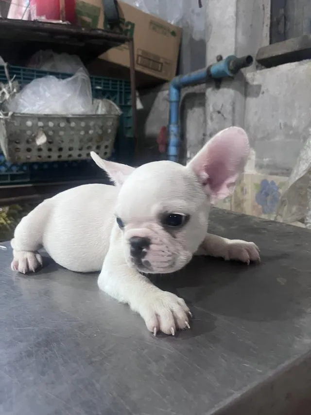 ลูกเฟรนบูลด้อคพร้อมวัคซีนเข้มแรก