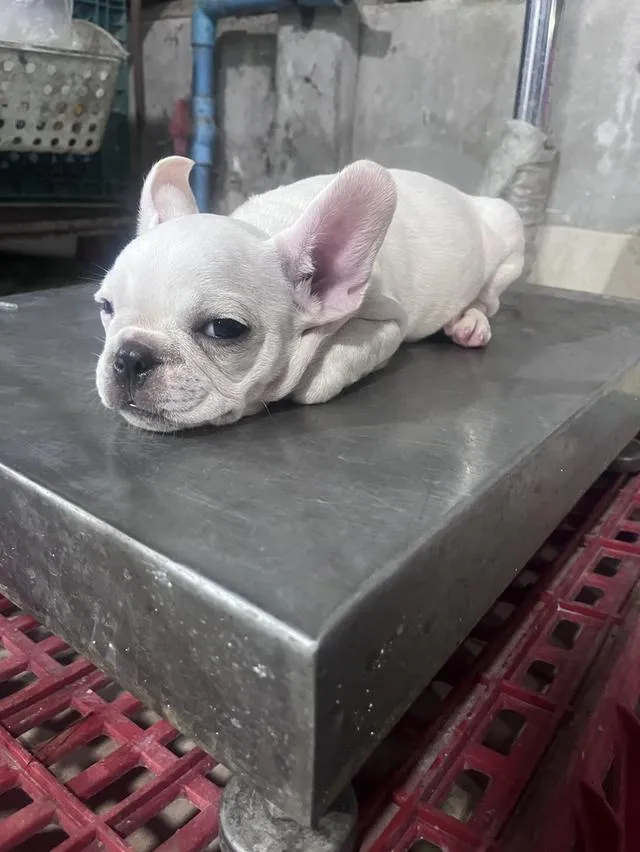 ลูกเฟรนบูลด้อคพร้อมวัคซีนเข้มแรก