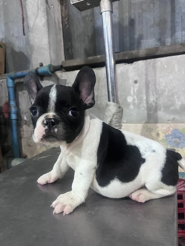 ลูกเฟรนบูลด้อคพร้อมวัคซีนเข้มแรก