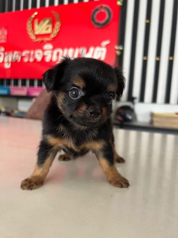 ชิวาวาขนยาว