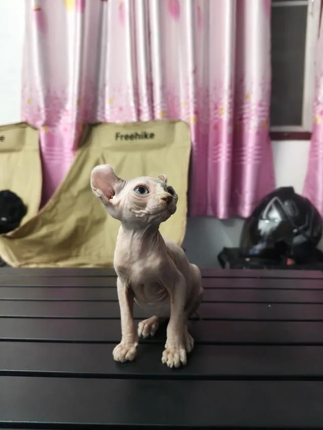 ดญ แมวสฟิงซ์หูพลิกขายาว