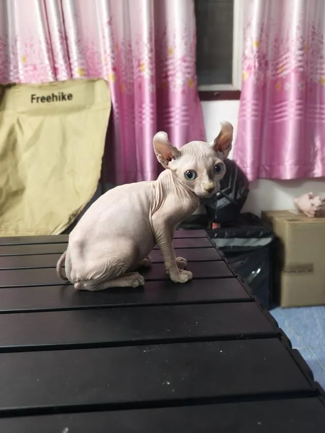 ดญ แมวสฟิงซ์หูพลิกขายาว