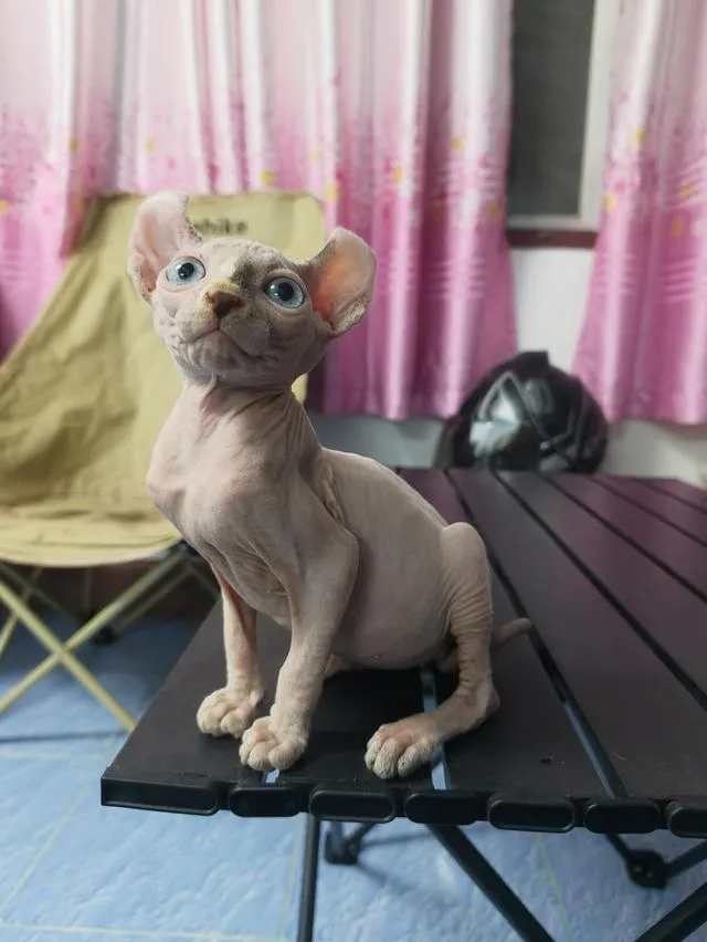 ดญ แมวสฟิงซ์หูพลิกขายาว