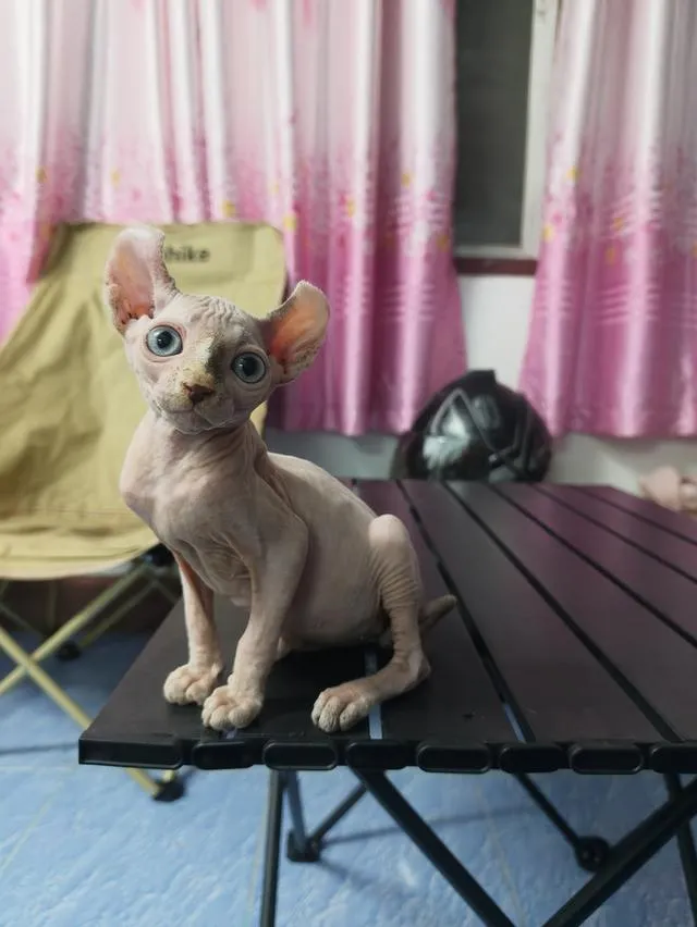 ดญ แมวสฟิงซ์หูพลิกขายาว