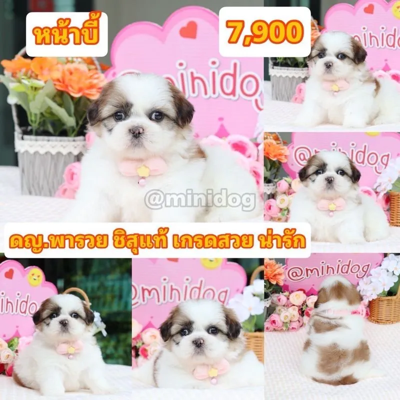 ชิสุแท้เกรดสวย