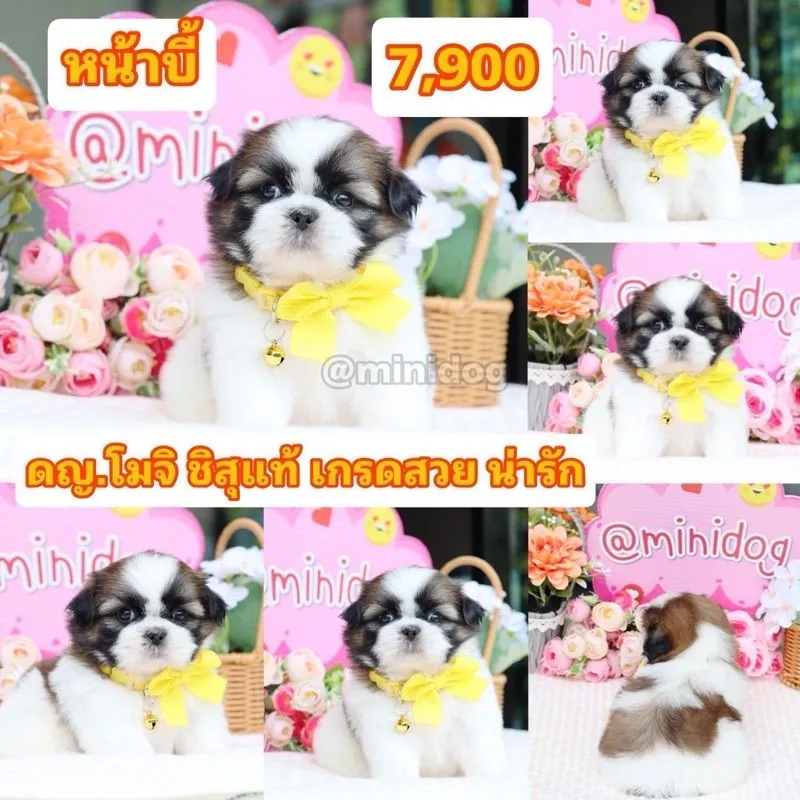 ชิสุแท้เกรดสวย