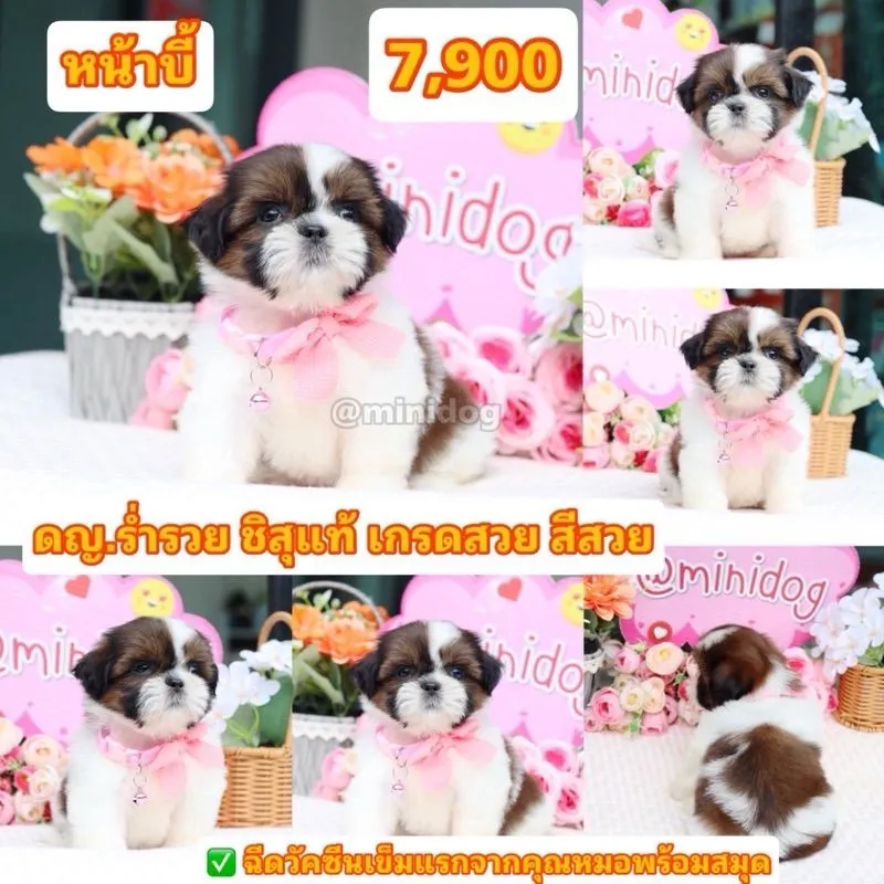 ชิสุแท้เกรดสวย