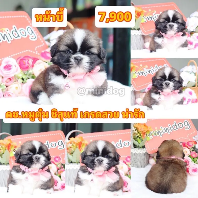 ชิสุแท้เกรดสวย