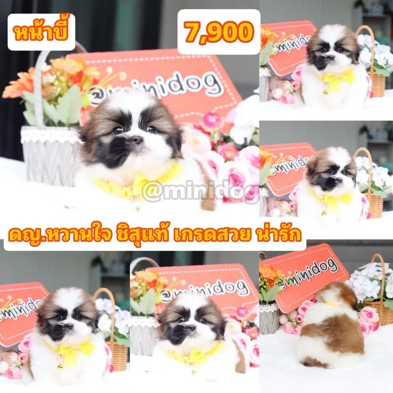 ชิสุแท้เกรดสวย