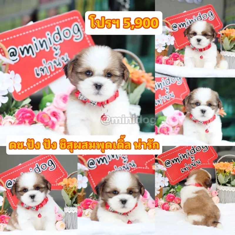ชิสุแท้เกรดสวย