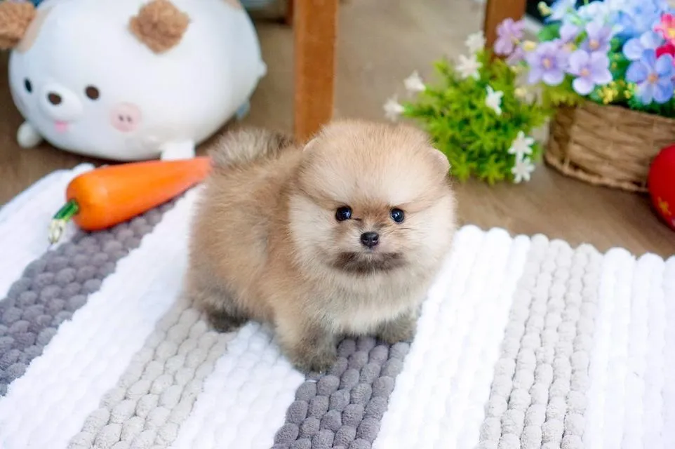 ลูกสุนัข ปอมเมอเรเนียน