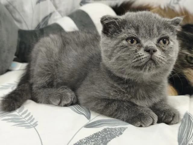บลู ดช😻😸