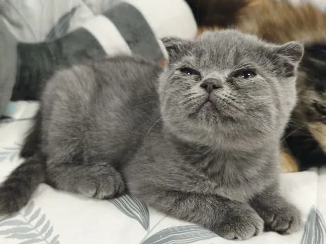 บลู ดช😻😸