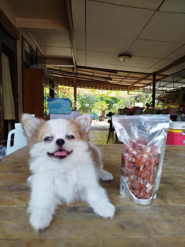 น้องพบรักชิวาวาเพศชายฉีดวัคซีนครบแล้วล้วพร้อมย้ายบ้านทันที