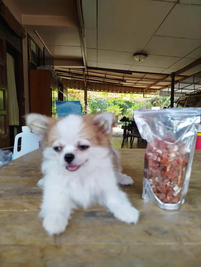 น้องพบรักชิวาวาเพศชายฉีดวัคซีนครบแล้วล้วพร้อมย้ายบ้านทันที