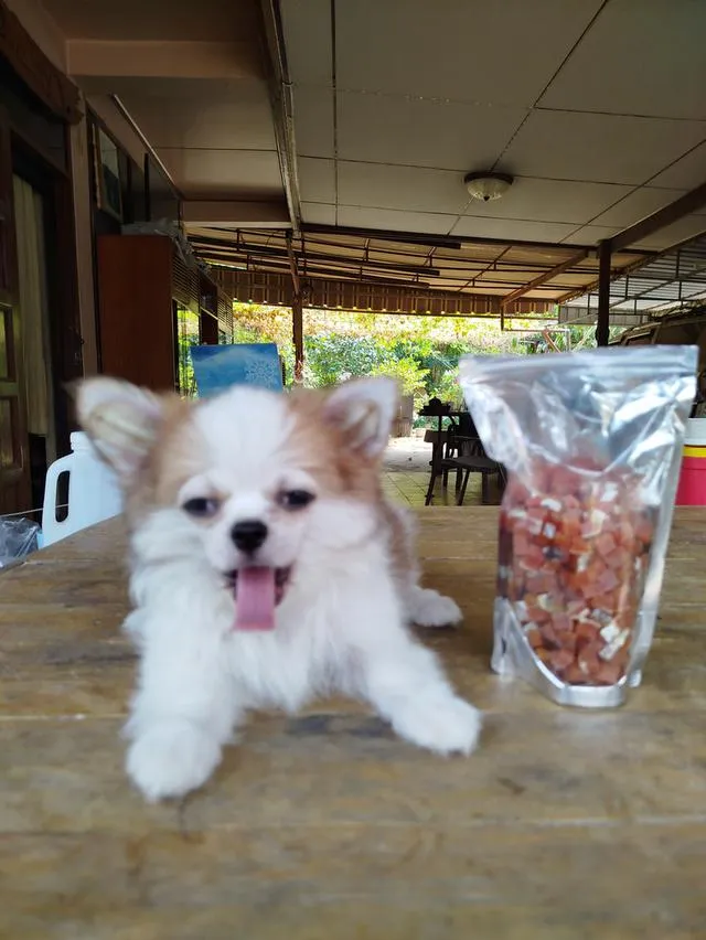 น้องพบรักชิวาวาเพศชายฉีดวัคซีนครบแล้วล้วพร้อมย้ายบ้านทันที