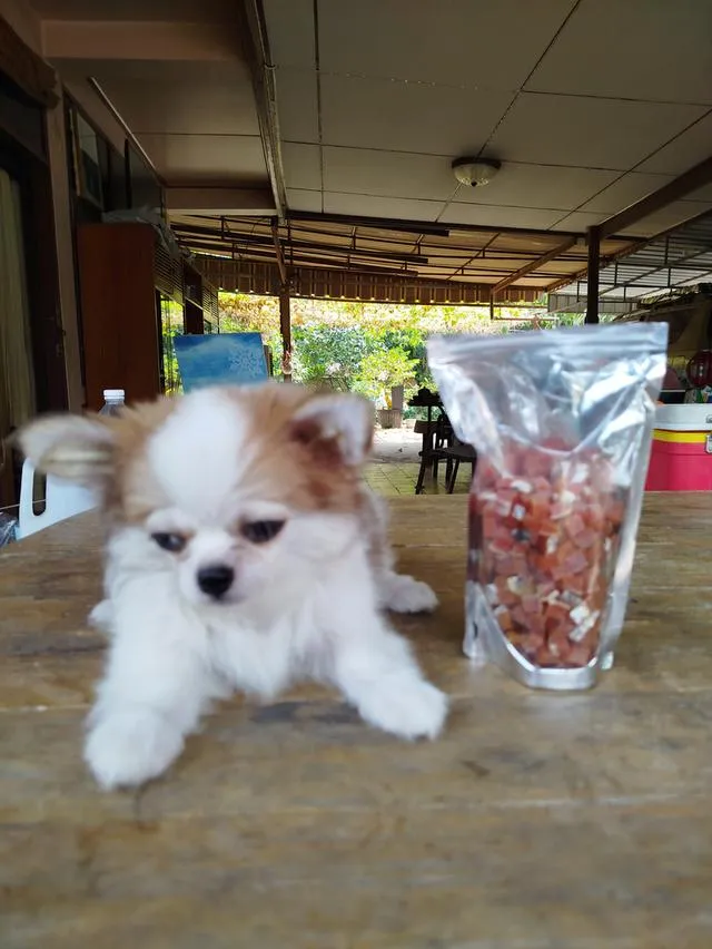 น้องพบรักชิวาวาเพศชายฉีดวัคซีนครบแล้วล้วพร้อมย้ายบ้านทันที
