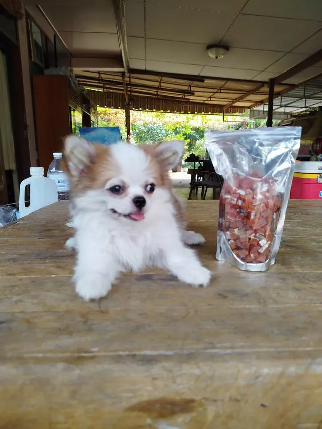 น้องพบรักชิวาวาเพศชายฉีดวัคซีนครบแล้วล้วพร้อมย้ายบ้านทันที