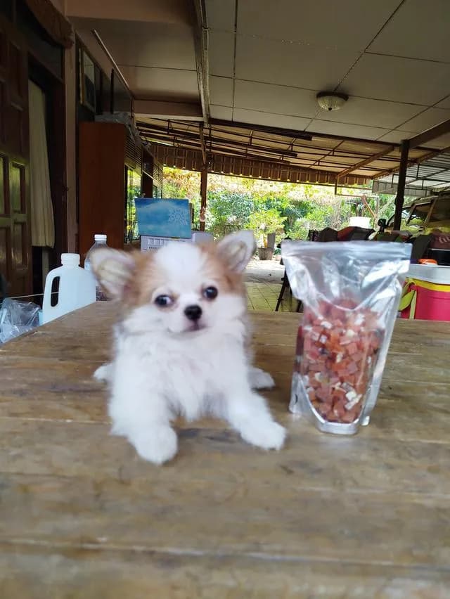 น้องพบรักชิวาวาเพศชายฉีดวัคซีนครบแล้วล้วพร้อมย้ายบ้านทันที