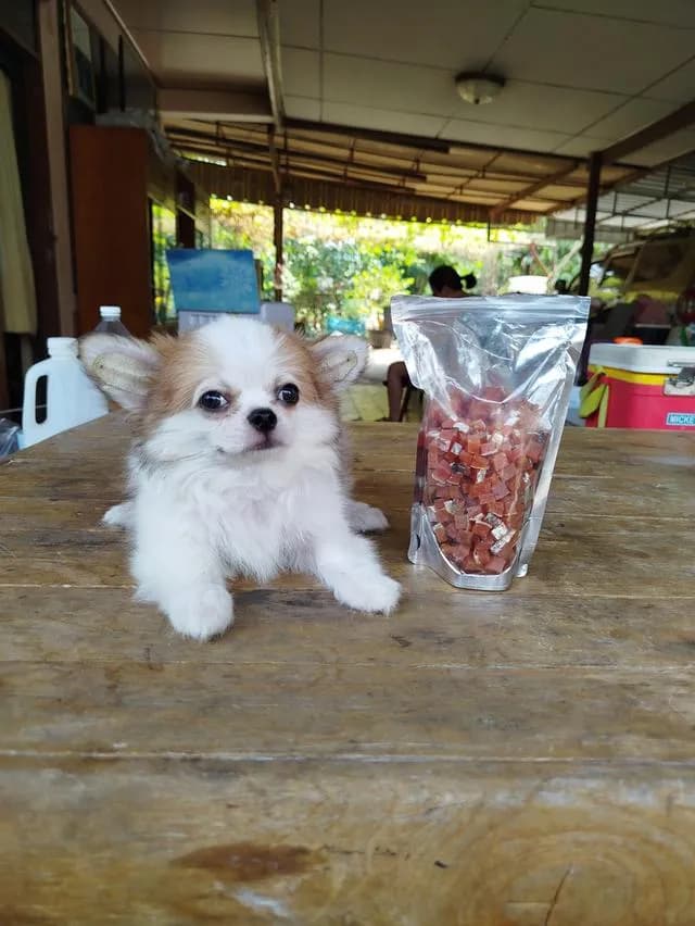 น้องพบรักชิวาวาเพศชายฉีดวัคซีนครบแล้วล้วพร้อมย้ายบ้านทันที