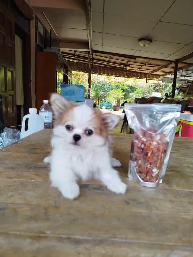 น้องพบรักชิวาวาเพศชายฉีดวัคซีนครบแล้วล้วพร้อมย้ายบ้านทันที