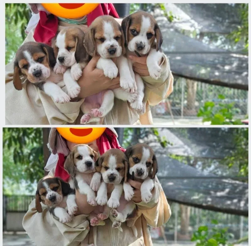 ลูกสุนัขบีเกิ้ลแท้ สายเลือดดี
