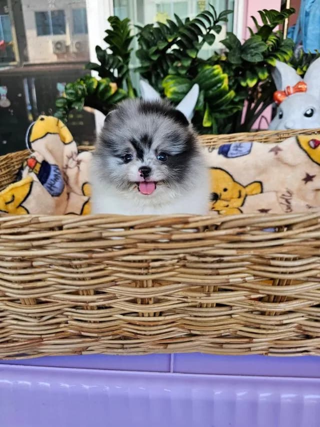 ปอมหน้าหมี
