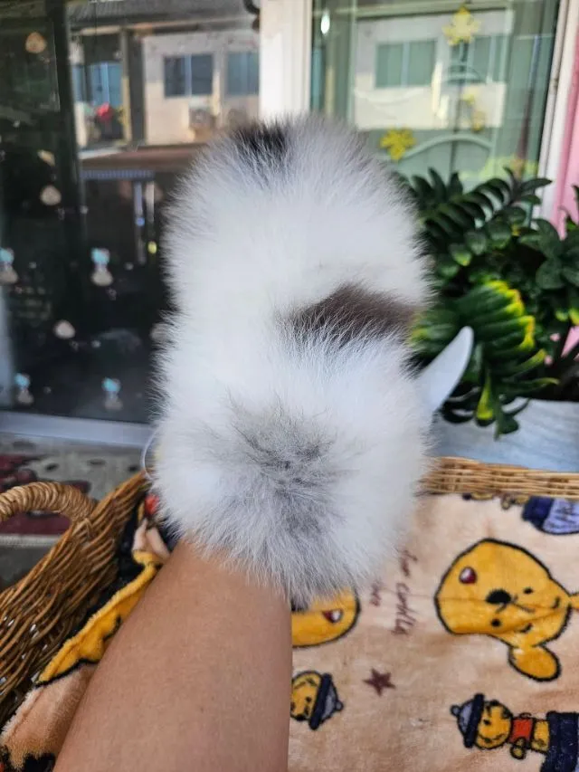 ปอมหน้าหมี