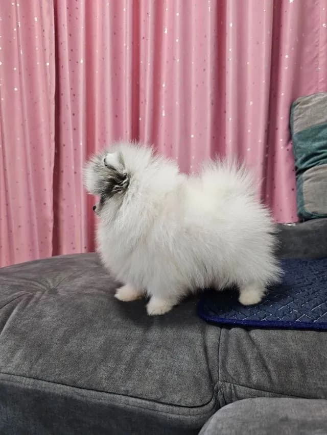 ปอมหน้าหมี