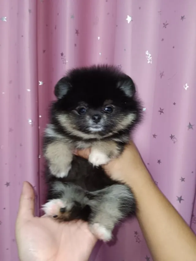 ปอมหน้าหมี