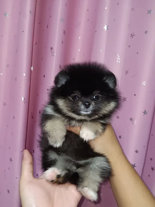 ปอมหน้าหมี