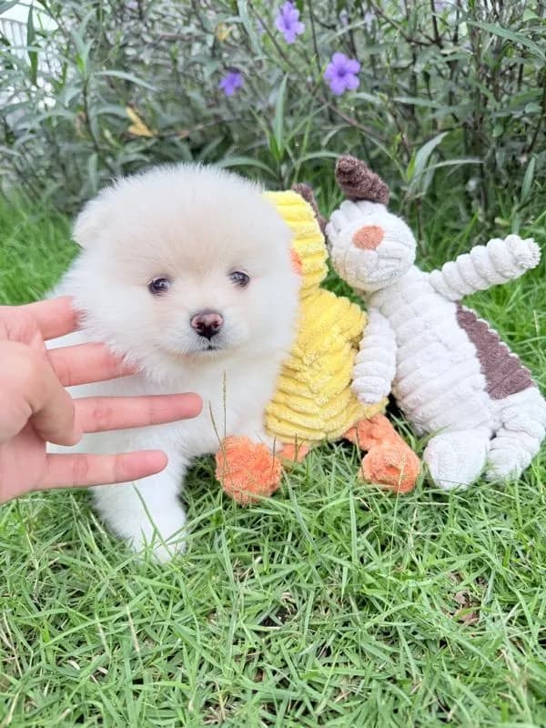 🐩ปอมเมอเรเนียน🚺เพศเมีย