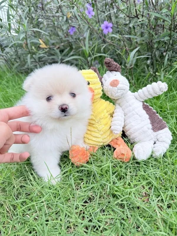 🐩ปอมเมอเรเนียน🚺เพศเมีย