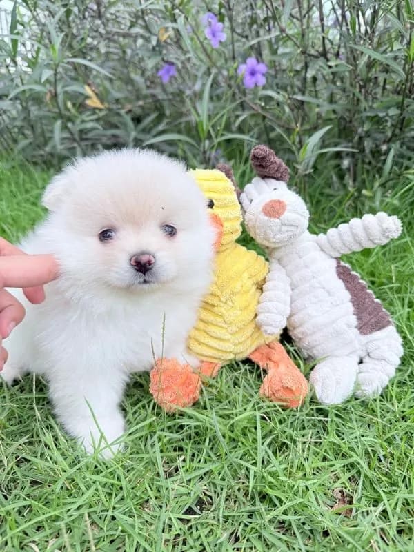 🐩ปอมเมอเรเนียน🚺เพศเมีย