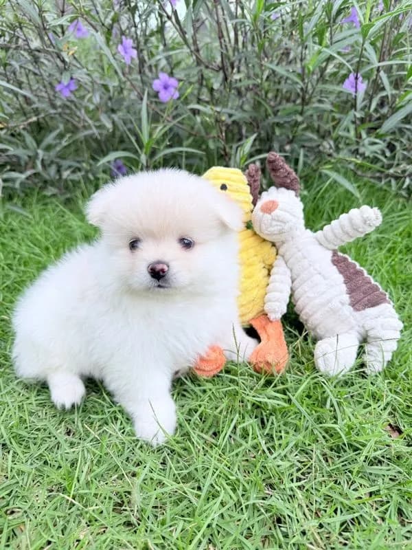 🐩ปอมเมอเรเนียน🚺เพศเมีย