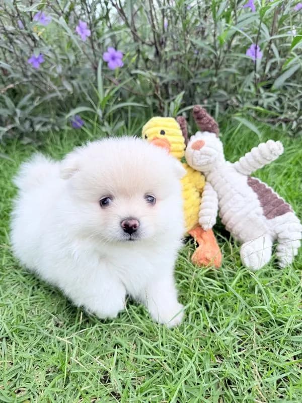 🐩ปอมเมอเรเนียน🚺เพศเมีย