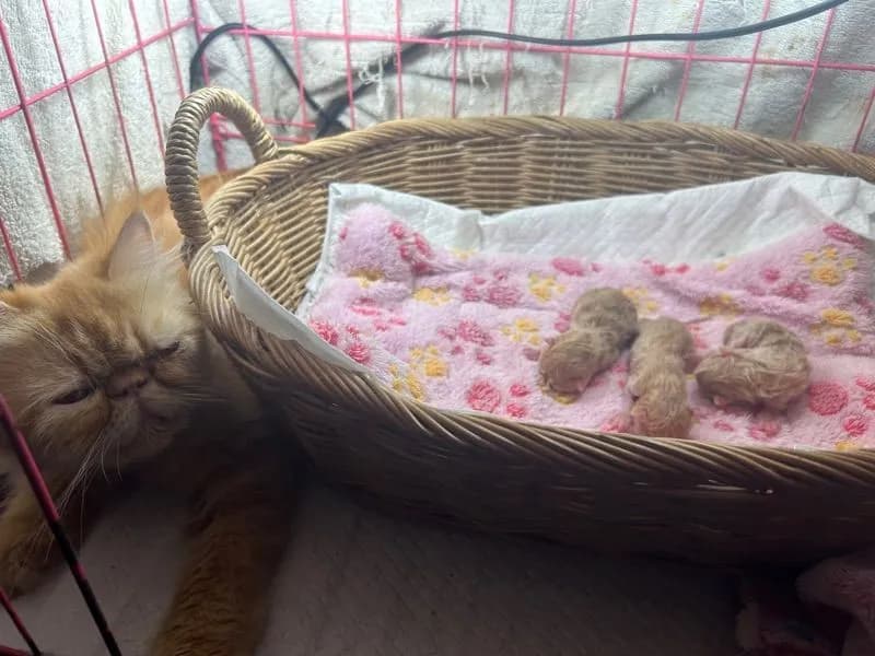 เปิดจองลูกแมวเอ็กโซติกLh