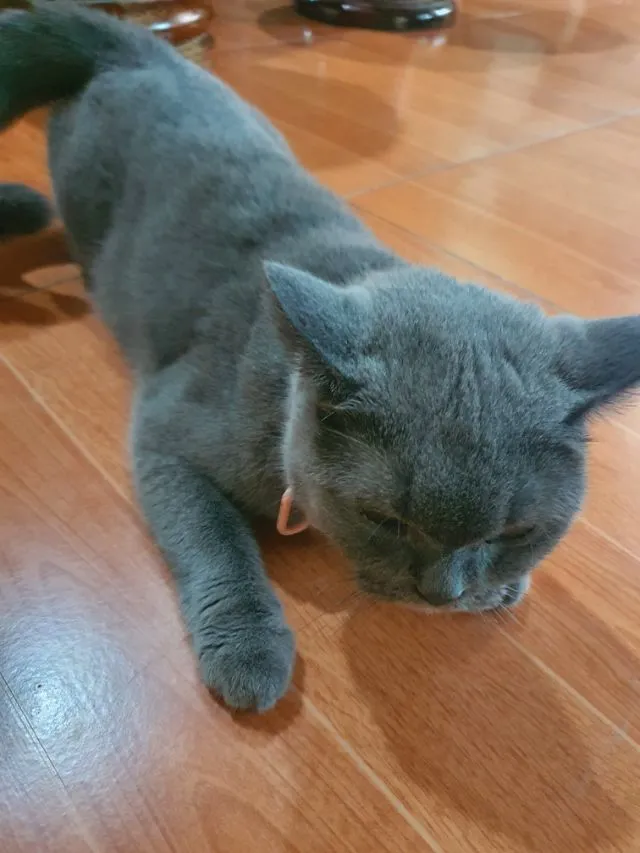 แมว บริติช ซ๊อตแฮร์ เพศหญิง