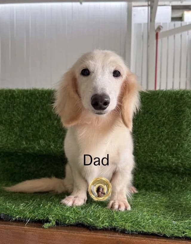 สุนัขดัชชุนสีครีมเพศเมีย