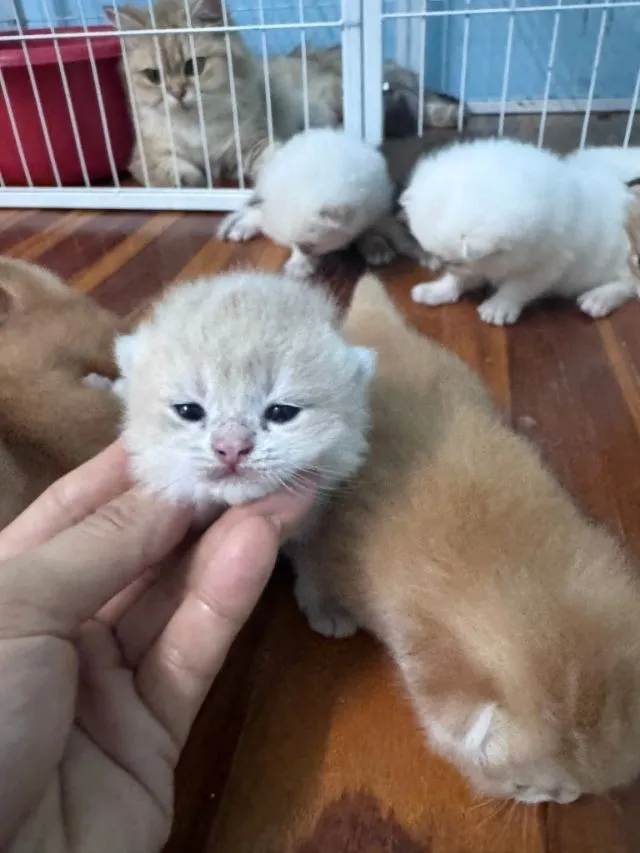 British shorthair