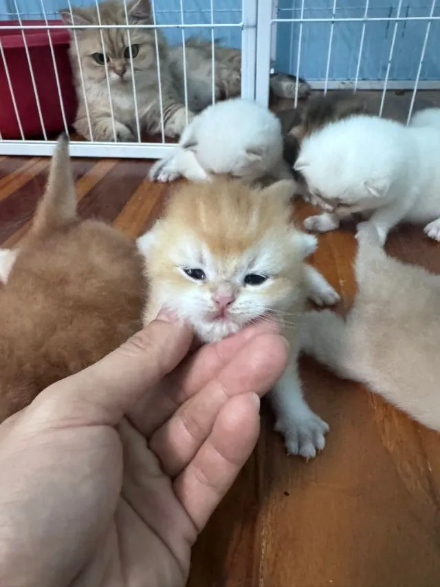 British shorthair