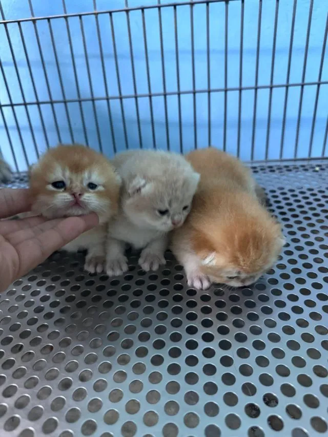 British shorthair