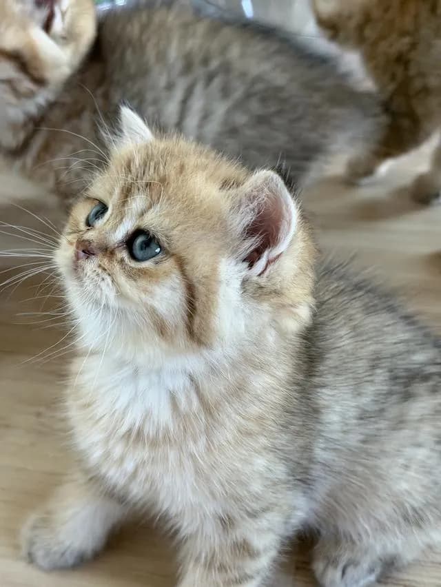 แมวบริติช แท้หน้าหมี