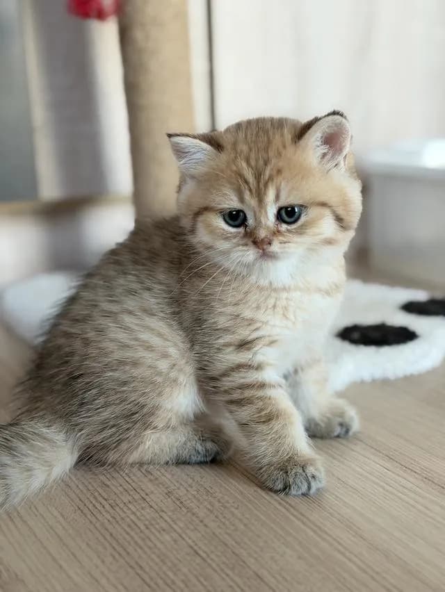 แมวบริติช แท้หน้าหมี
