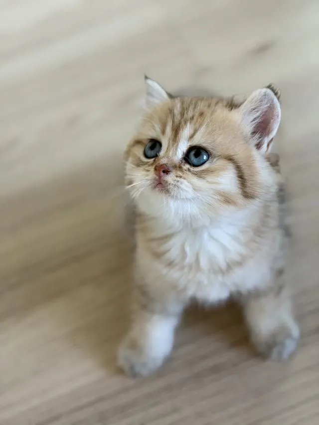 แมวบริติช แท้หน้าหมี
