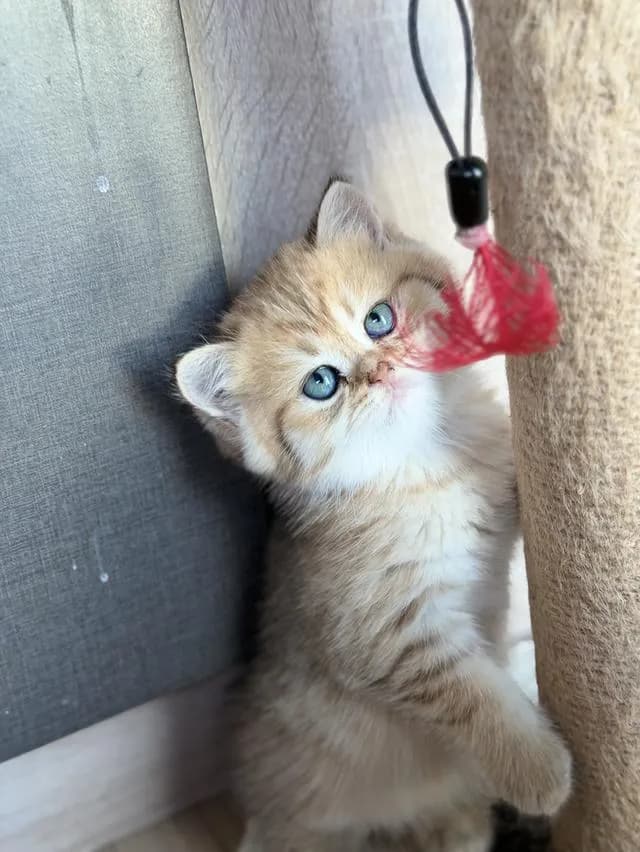 แมวบริติช แท้หน้าหมี